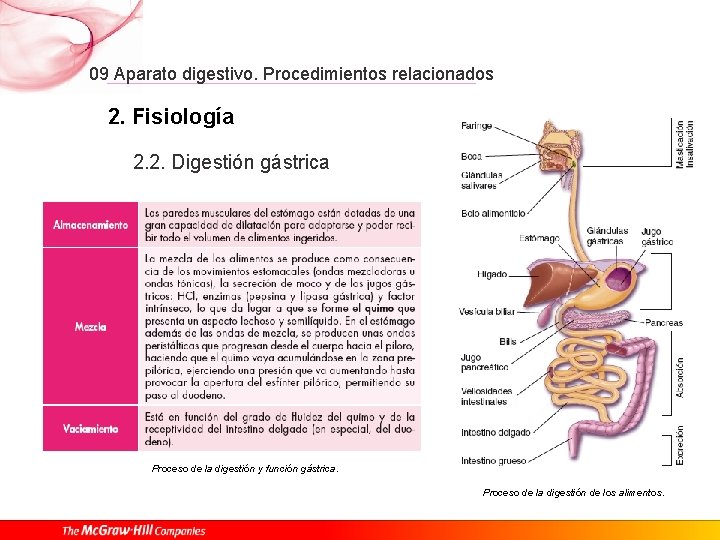 09 Aparato digestivo. Procedimientos relacionados 2. Fisiología 2. 2. Digestión gástrica Proceso de la