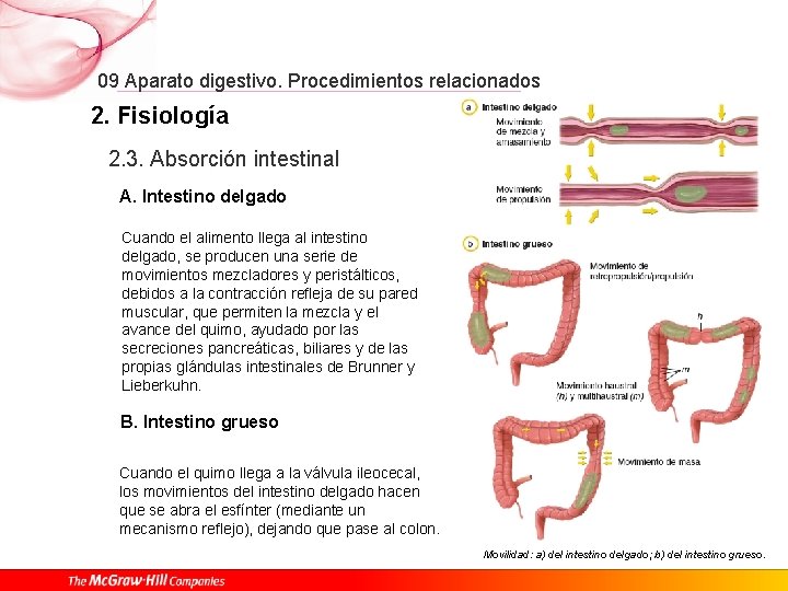 09 Aparato digestivo. Procedimientos relacionados 2. Fisiología 2. 3. Absorción intestinal A. Intestino delgado