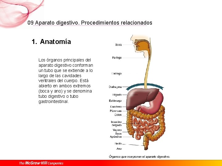 09 Aparato digestivo. Procedimientos relacionados 1. Anatomía Los órganos principales del aparato digestivo conforman