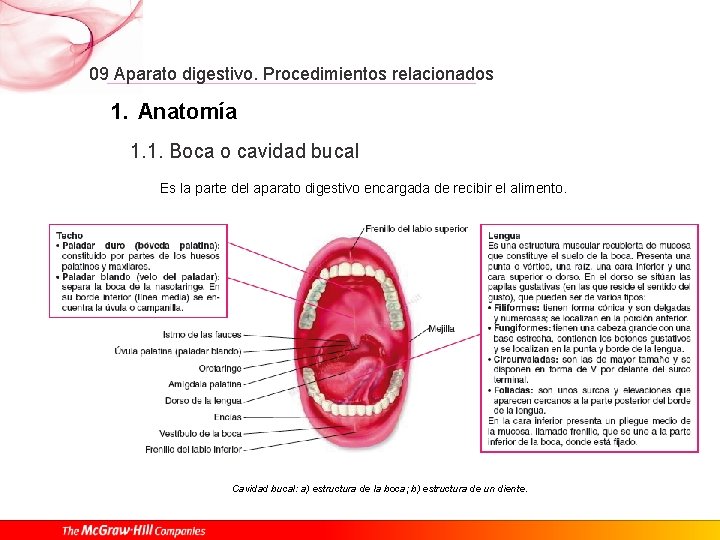 09 Aparato digestivo. Procedimientos relacionados 1. Anatomía 1. 1. Boca o cavidad bucal Es