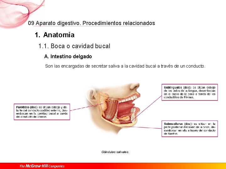 09 Aparato digestivo. Procedimientos relacionados 1. Anatomía 1. 1. Boca o cavidad bucal A.