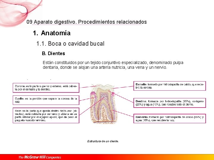 09 Aparato digestivo. Procedimientos relacionados 1. Anatomía 1. 1. Boca o cavidad bucal B.