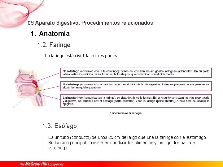 09 Aparato digestivo. Procedimientos relacionados 1. Anatomía 1. 2. Faringe La faringe está dividida