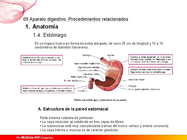 09 Aparato digestivo. Procedimientos relacionados 1. Anatomía 1. 4. Estómago Es un órgano hueco