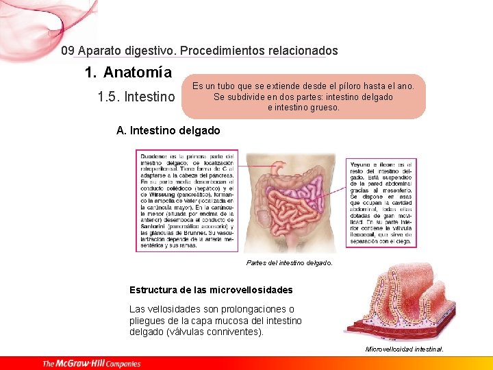 09 Aparato digestivo. Procedimientos relacionados 1. Anatomía 1. 5. Intestino Es un tubo que