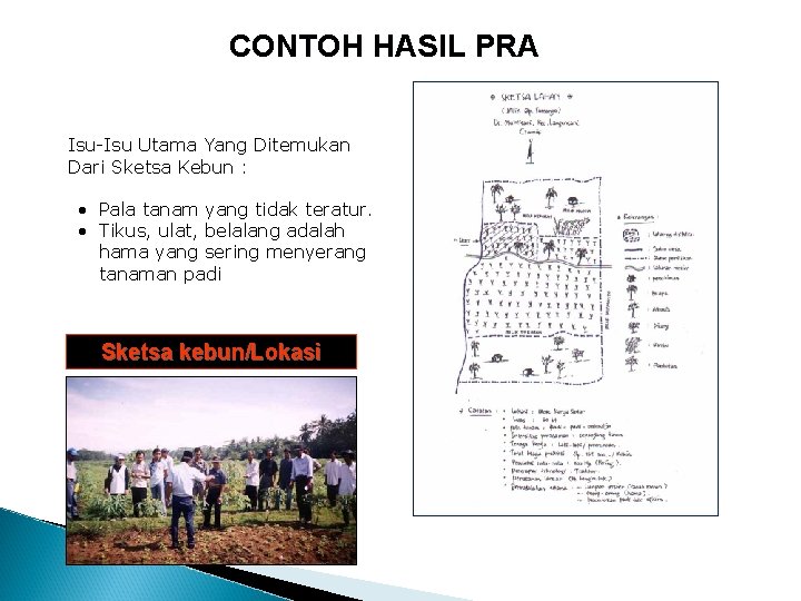 CONTOH HASIL PRA Isu-Isu Utama Yang Ditemukan Dari Sketsa Kebun : • Pala tanam