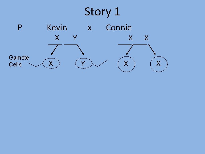 Story 1 P Kevin x Connie X Y X X ___ ___ Gamete Cells