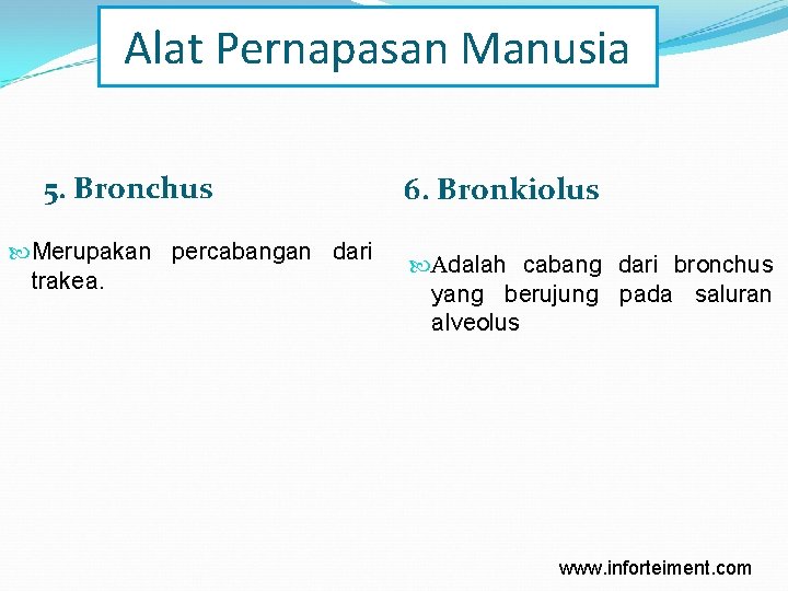 Alat Pernapasan Manusia 5. Bronchus Merupakan percabangan dari trakea. 6. Bronkiolus Adalah cabang dari