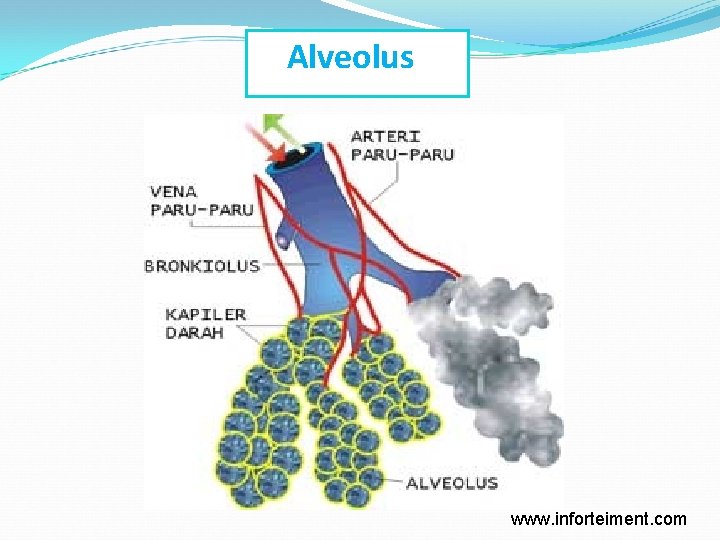 Alveolus www. inforteiment. com 