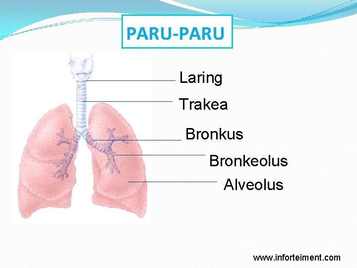 PARU-PARU Laring Trakea Bronkus Bronkeolus Alveolus www. inforteiment. com 