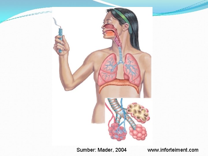 Sumber: Mader, 2004 www. inforteiment. com 