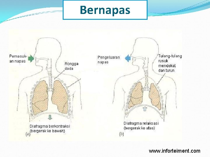 Bernapas www. inforteiment. com 