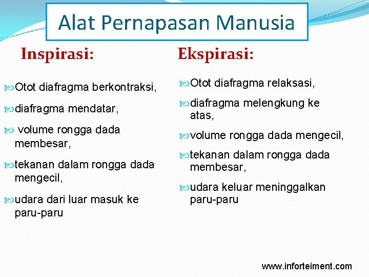 Alat Pernapasan Manusia Inspirasi: Ekspirasi: Otot diafragma berkontraksi, Otot diafragma relaksasi, diafragma mendatar, diafragma