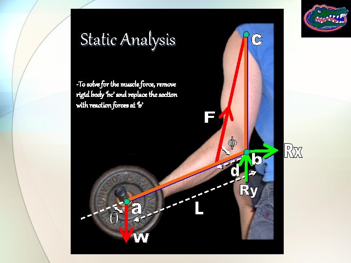 Static Analysis -To solve for the muscle force, remove rigid body ‘bc’ and replace