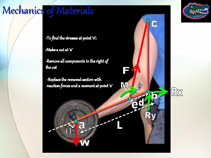 Mechanics of Materials -To find the stresses at point ‘e’: -Make a cut at