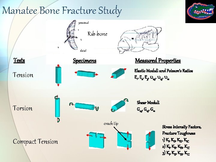Manatee Bone Fracture Study proximal 1 3 2 Tests Rib bone distal Specimens Measured