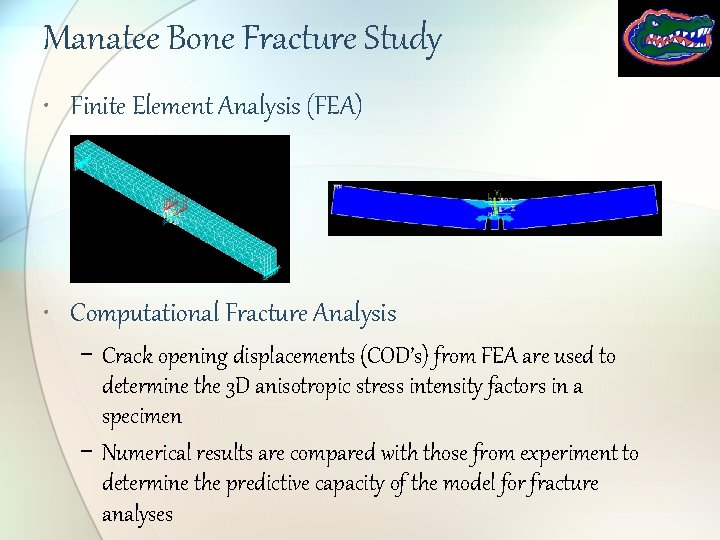 Manatee Bone Fracture Study • Finite Element Analysis (FEA) • Computational Fracture Analysis −