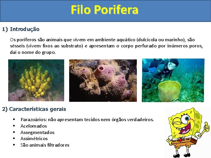 Filo Porifera 1) Introdução Os poríferos são animais que vivem em ambiente aquático (dulcícola