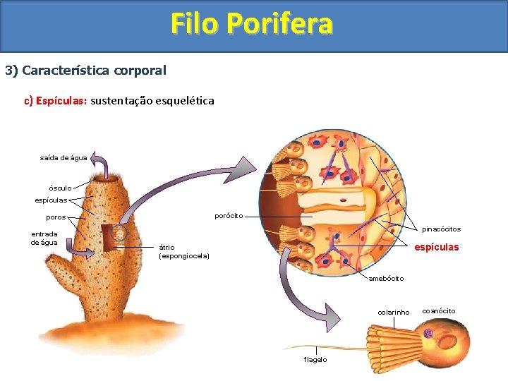 Filo Porifera 3) Característica corporal c) Espículas: sustentação esquelética saída de água ósculo espículas