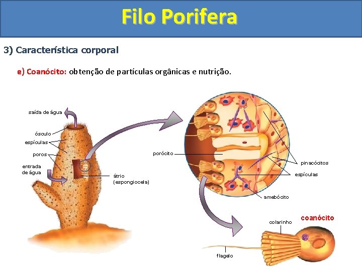 Filo Porifera 3) Característica corporal e) Coanócito: obtenção de partículas orgânicas e nutrição. saída