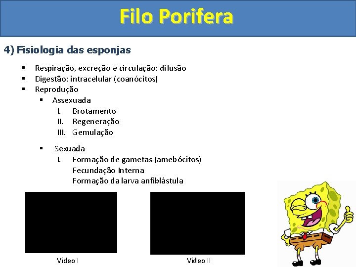 Filo Porifera 4) Fisiologia das esponjas § § § Respiração, excreção e circulação: difusão