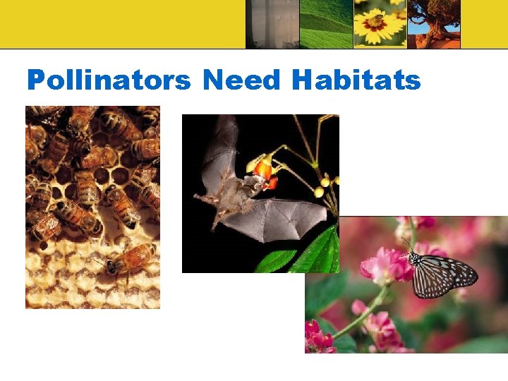 Pollinators Need Habitats 