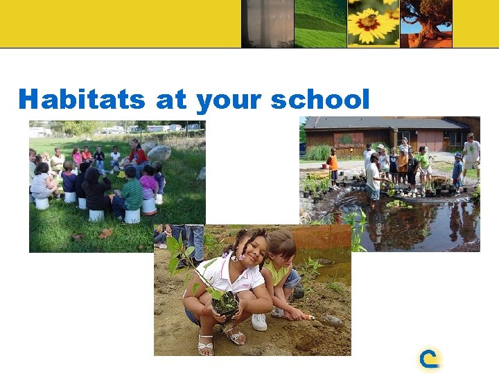 Habitats at your school 