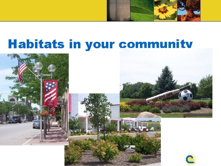 Habitats in your community 