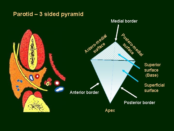 Parotid – 3 sided pyramid Medial border l ia ed m o- e er