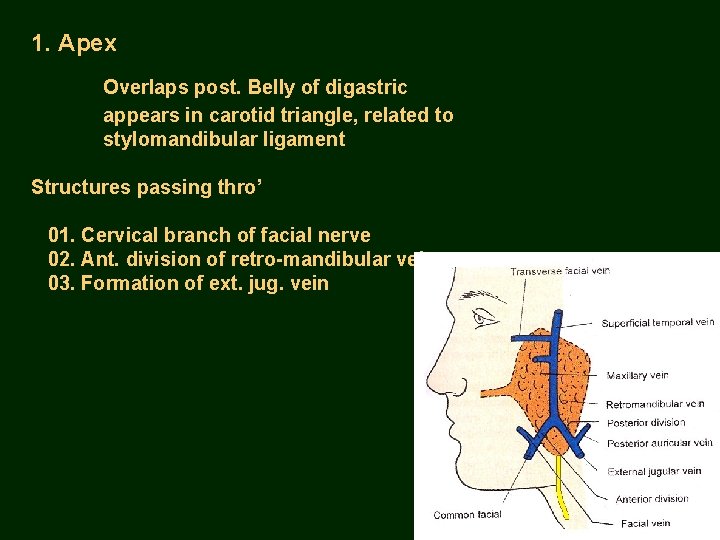 1. Apex Overlaps post. Belly of digastric appears in carotid triangle, related to stylomandibular