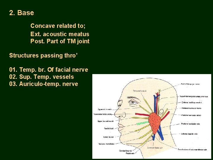 2. Base Concave related to; Ext. acoustic meatus Post. Part of TM joint Structures