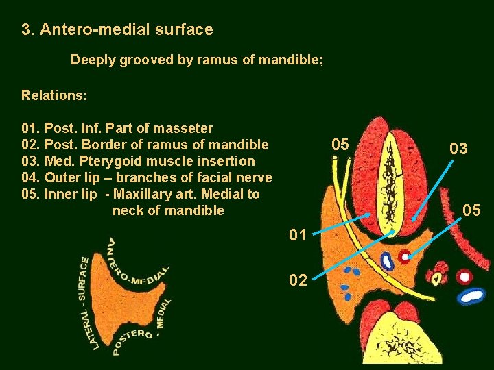 3. Antero-medial surface Deeply grooved by ramus of mandible; Relations: 01. Post. Inf. Part