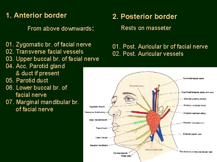 1. Anterior border From above downwards: 01. Zygomatic br. of facial nerve 02. Transverse