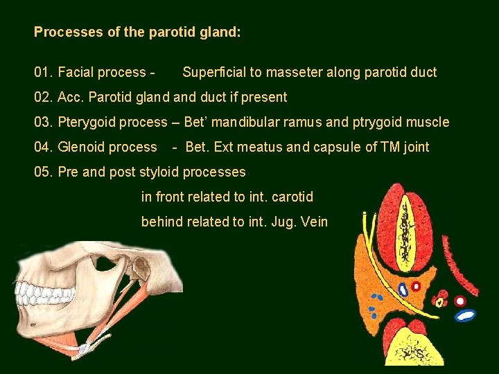 Processes of the parotid gland: 01. Facial process - Superficial to masseter along parotid