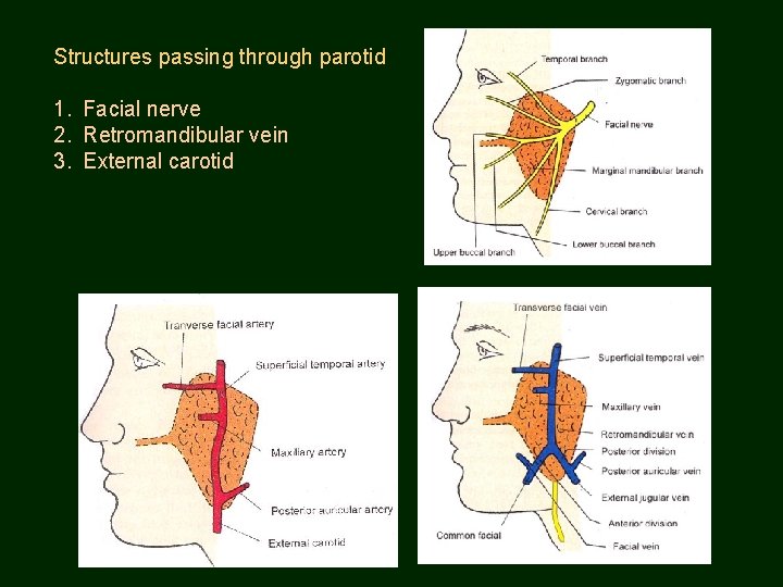 Structures passing through parotid 1. Facial nerve 2. Retromandibular vein 3. External carotid 