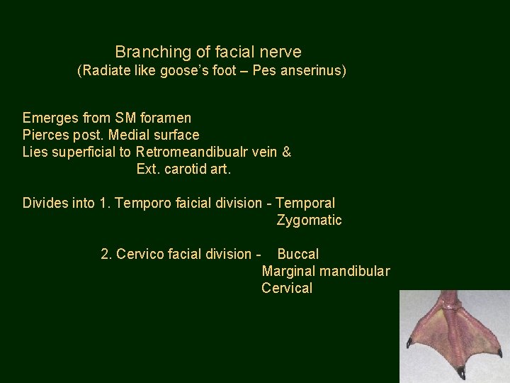 Branching of facial nerve (Radiate like goose’s foot – Pes anserinus) Emerges from SM