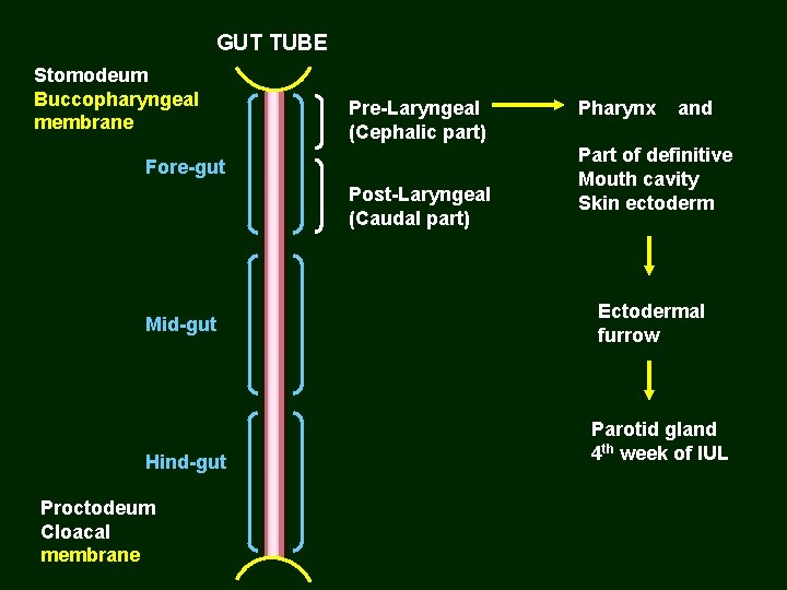 GUT TUBE Stomodeum Buccopharyngeal membrane Pre-Laryngeal (Cephalic part) Fore-gut Post-Laryngeal (Caudal part) Mid-gut Hind-gut