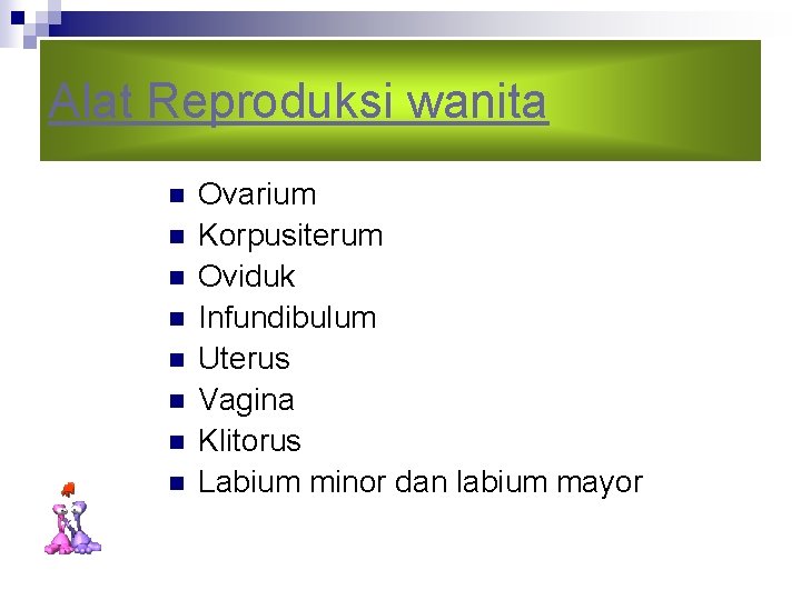 Alat Reproduksi wanita n n n n Ovarium Korpusiterum Oviduk Infundibulum Uterus Vagina Klitorus