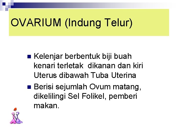 OVARIUM (Indung Telur) Kelenjar berbentuk biji buah kenari terletak dikanan dan kiri Uterus dibawah