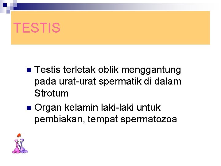 TESTIS Testis terletak oblik menggantung pada urat-urat spermatik di dalam Strotum n Organ kelamin