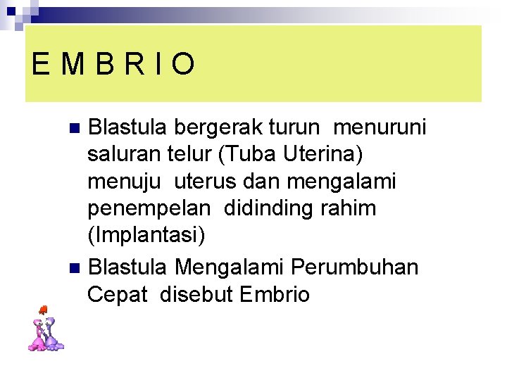 EMBRIO Blastula bergerak turun menuruni saluran telur (Tuba Uterina) menuju uterus dan mengalami penempelan