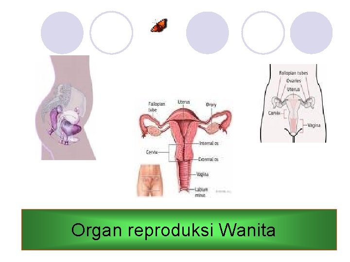 Organ reproduksi Wanita 