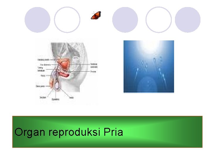 Organ reproduksi Pria 