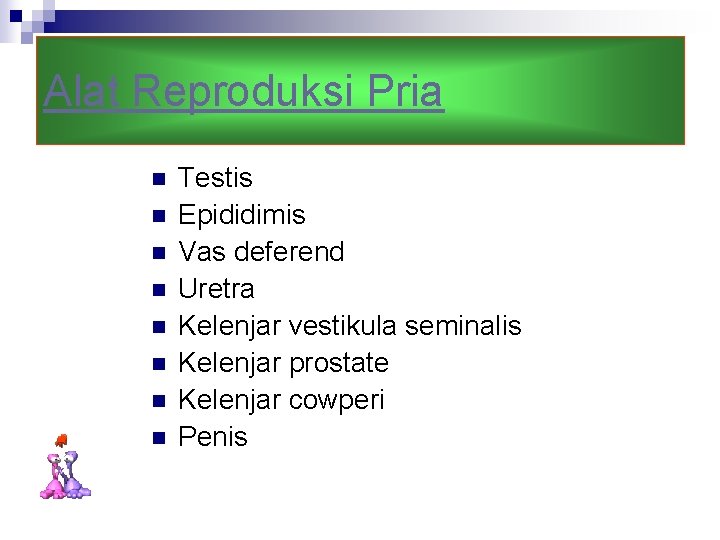 Alat Reproduksi Pria n n n n Testis Epididimis Vas deferend Uretra Kelenjar vestikula