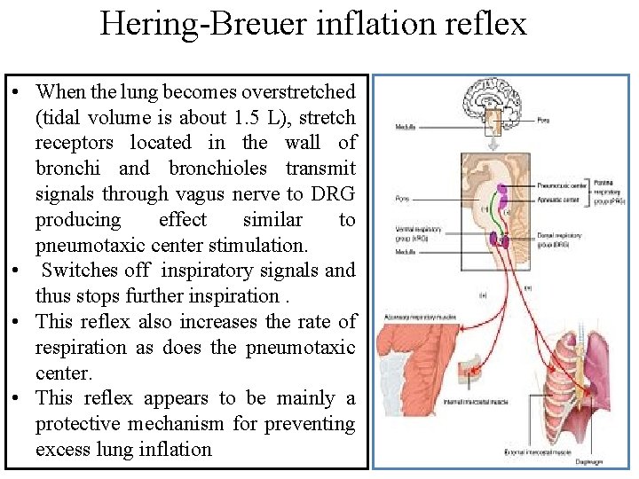 Hering-Breuer inflation reflex • When the lung becomes overstretched (tidal volume is about 1.