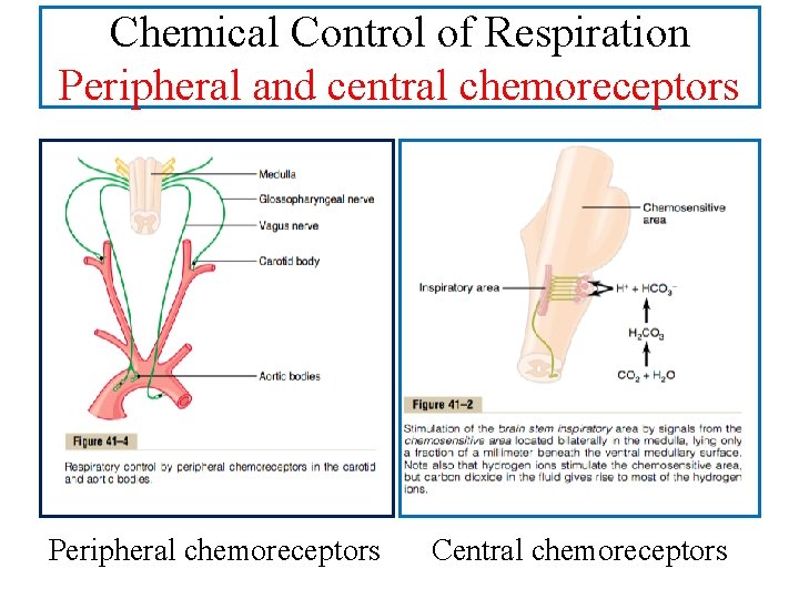 Chemical Control of Respiration Peripheral and central chemoreceptors Peripheral chemoreceptors Central chemoreceptors 
