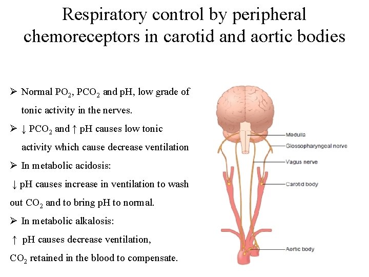 Respiratory control by peripheral chemoreceptors in carotid and aortic bodies Ø Normal PO 2,