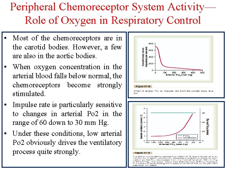 Peripheral Chemoreceptor System Activity— Role of Oxygen in Respiratory Control • Most of the