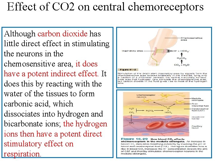 Effect of CO 2 on central chemoreceptors Although carbon dioxide has little direct effect