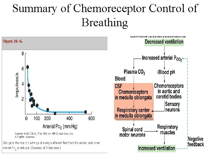 Summary of Chemoreceptor Control of Breathing 